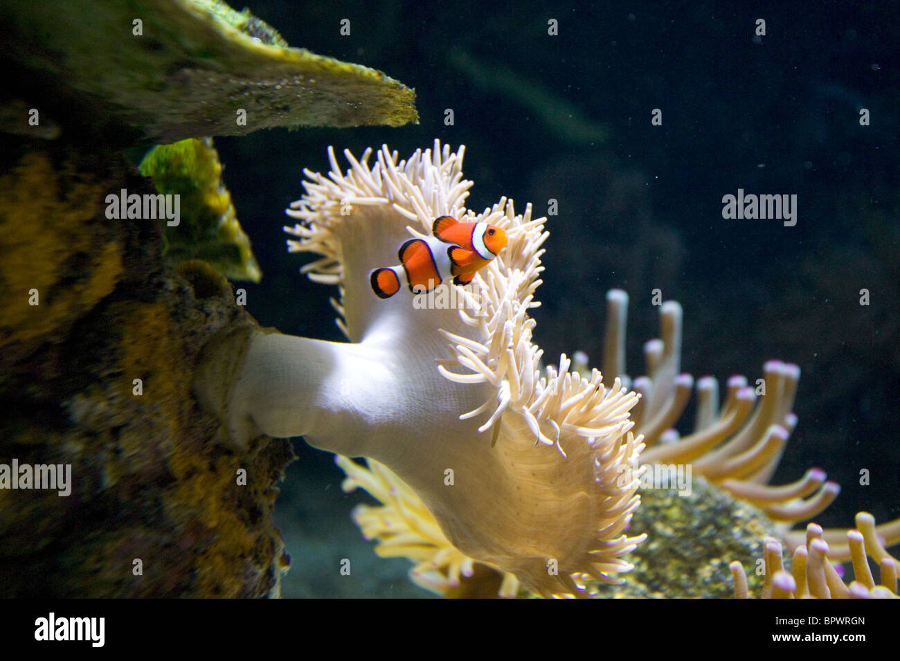 Clownfische im Ocean Park Aquarium in Barbados in der KaribikInsel