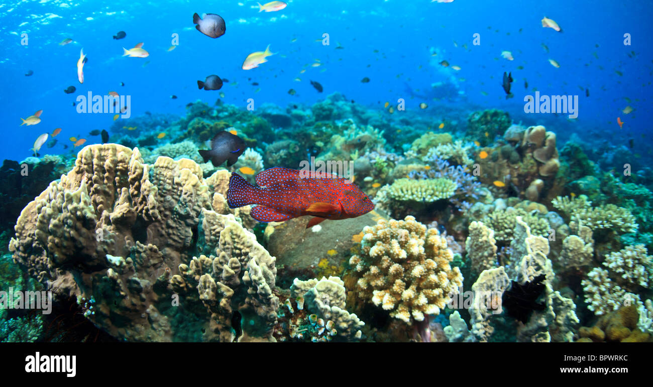 Unterwasser Korallenriff vor der Küste von Bali-Indonesien Stockfoto