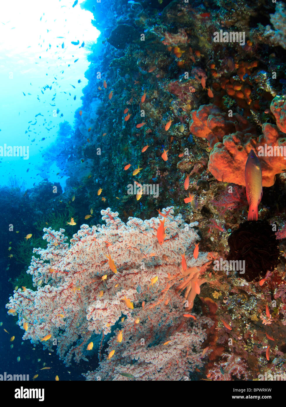 Korallenriff, das auf der Seite der Liberty Wrack in Bali Indonesien gewachsen ist Stockfoto