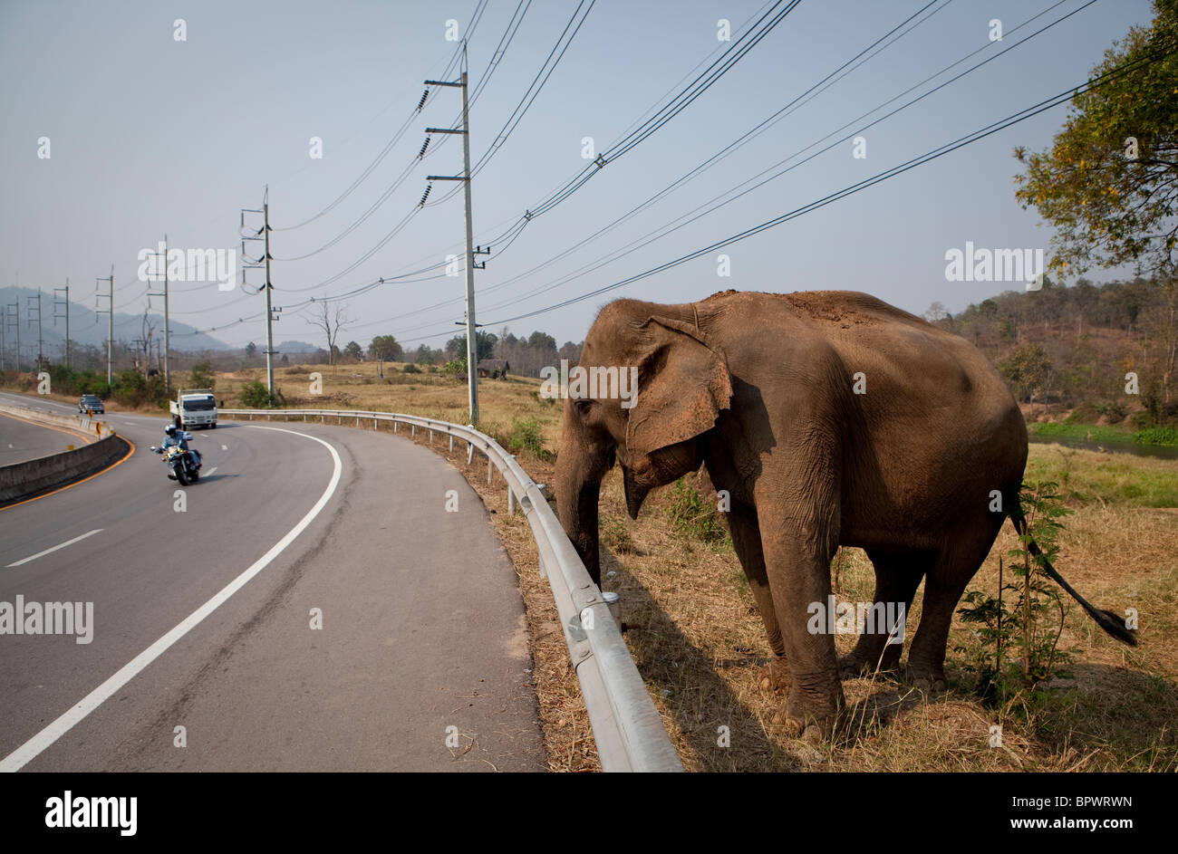 Ein Elefant hat ein Auge auf der Straße, Nord-Thailand Stockfoto