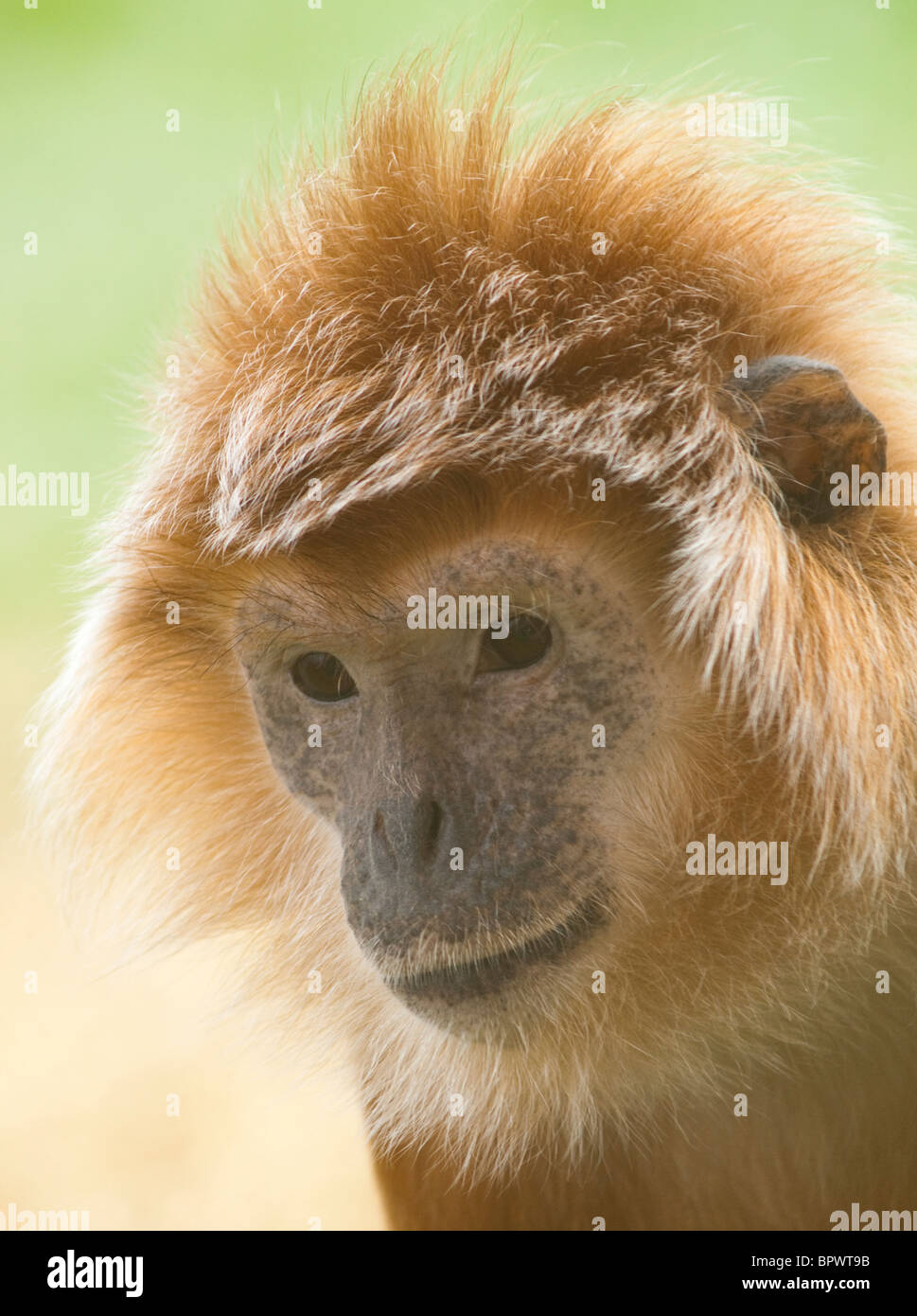 Javan langur oder javan lutung -Fotos und -Bildmaterial in hoher ...