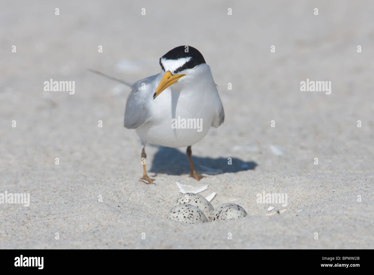 Wenigsten Tern (Sternula Antillarum) bewacht das Nest von drei Eiern Stockfoto
