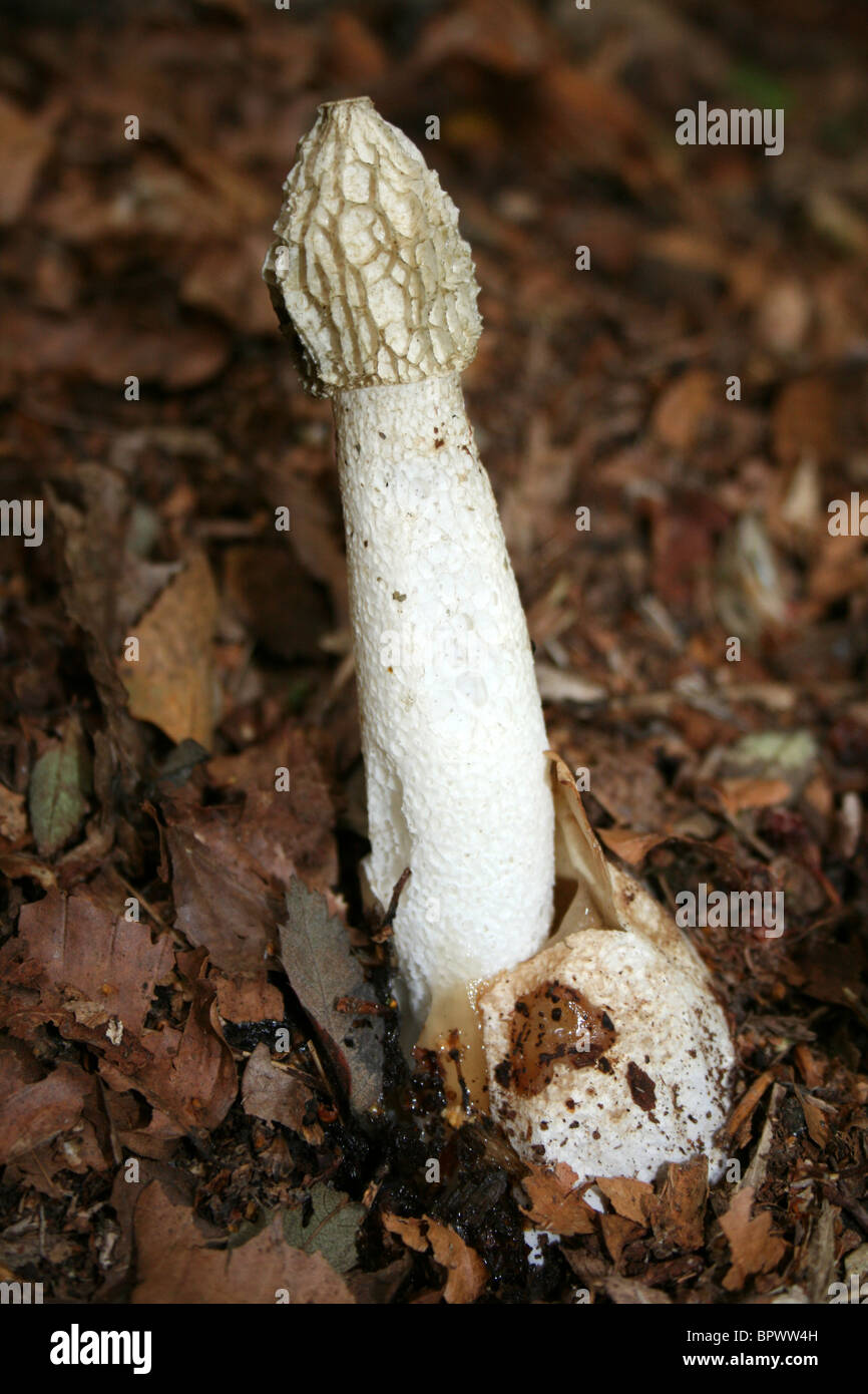 Gemeinsamen Stinkmorchel Phallus Impudicus Taken in Eastham Country Park, Wirral, Merseyside, England Stockfoto