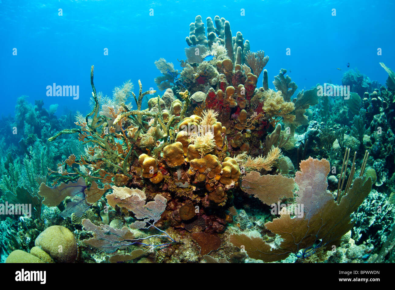 Karibische Korallenriff vor der Küste von Roatan Honduras Stockfoto