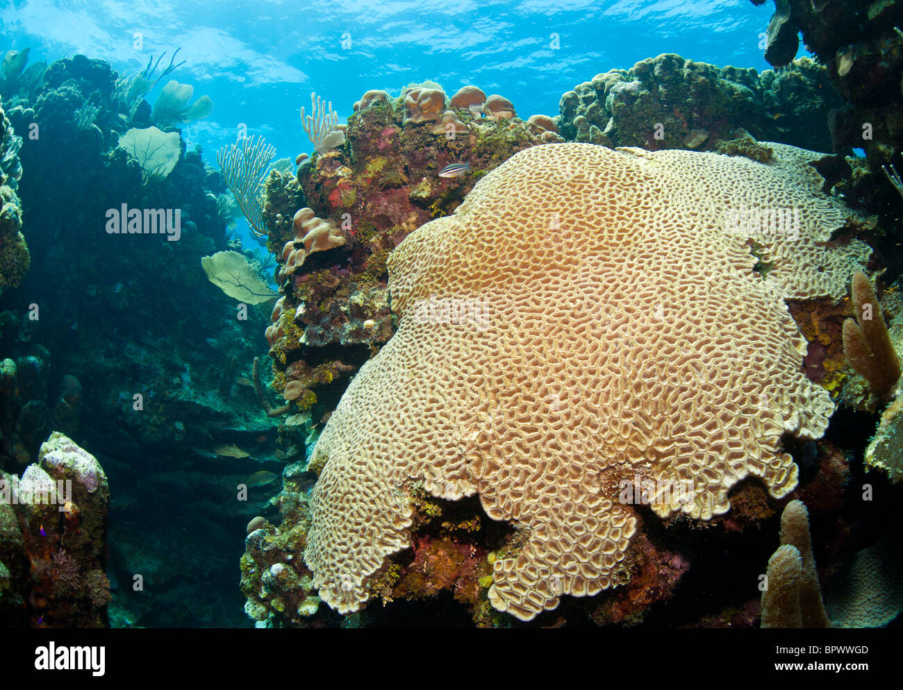 Unterwasser Korallen Riff vor der Küste von Roatan Honduras Jackson hole Stockfoto