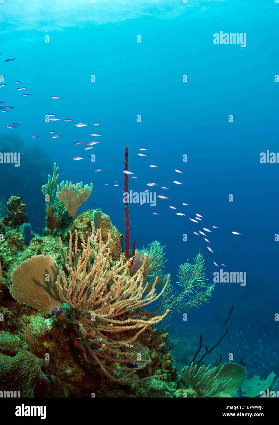 Unterwasser Korallen Riff vor der Küste von Roatan Honduras Jackson hole Stockfoto
