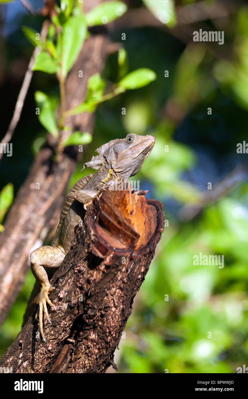 Affe Lala (Basilisk) thront in der frühen Morgensonne Stockfoto