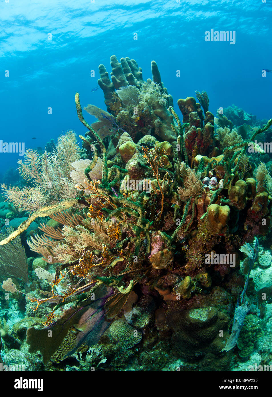 Karibische Korallenriff vor der Küste von Roatan Honduras Stockfoto