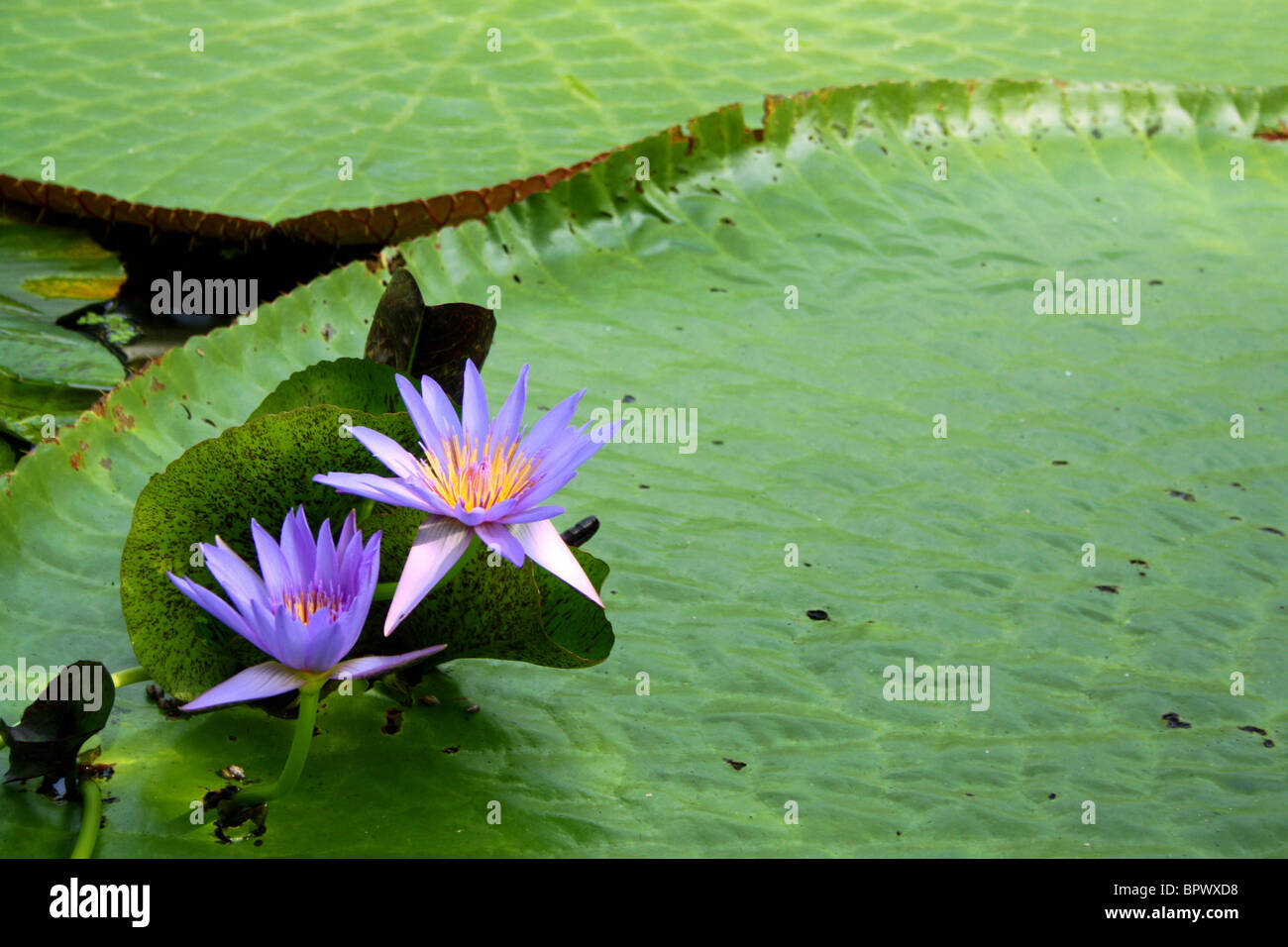 Seerose Stockfoto