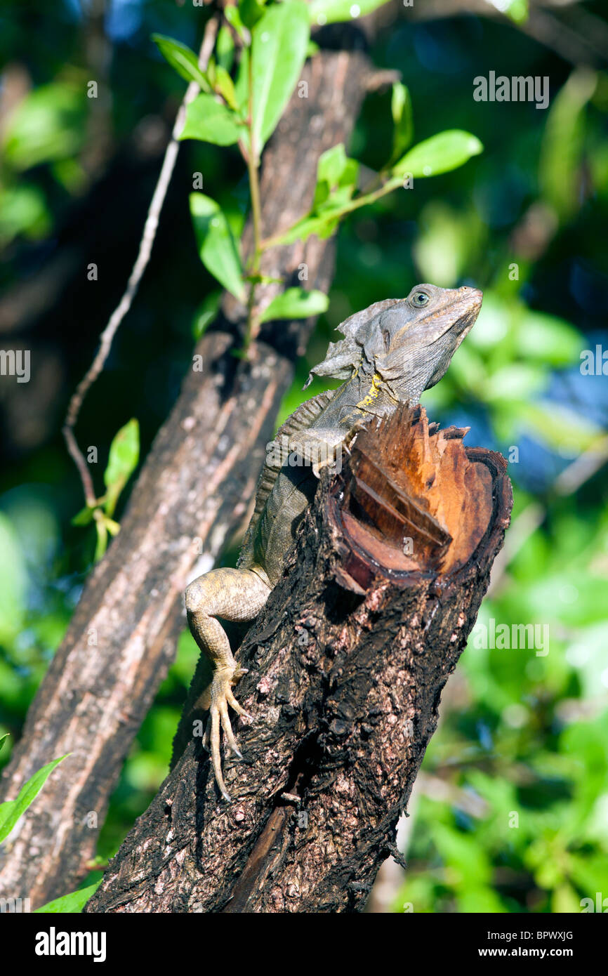 Affe Lala (Basilisk) Stockfoto