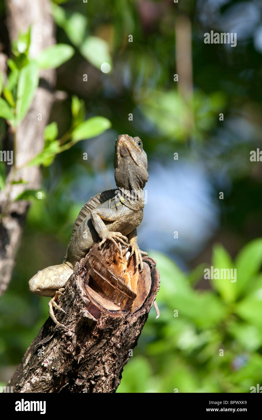 Affe Lala (Basilisk) Stockfoto