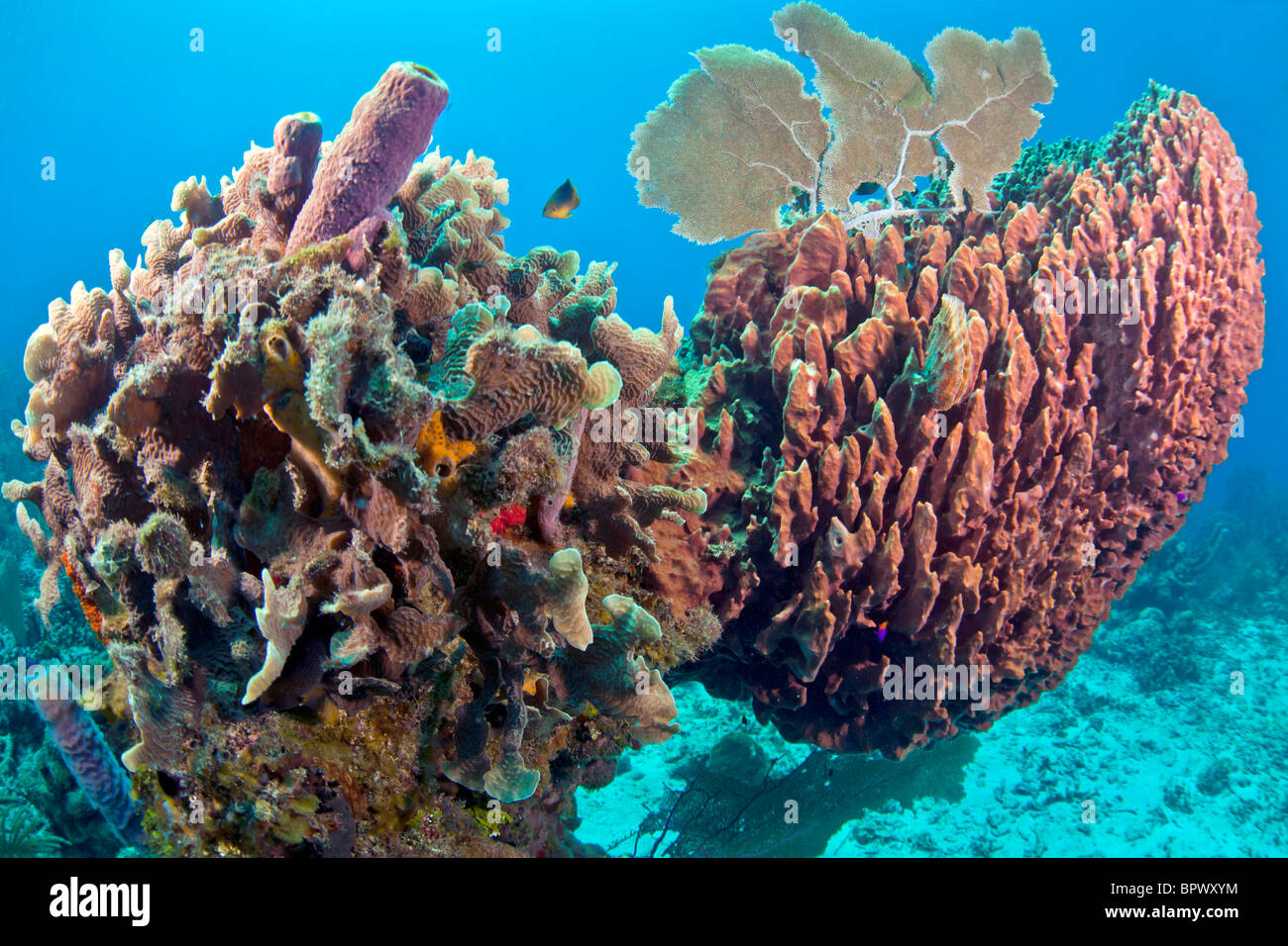 Unterwasser Korallenriff mit großen Fass-Schwamm Stockfoto
