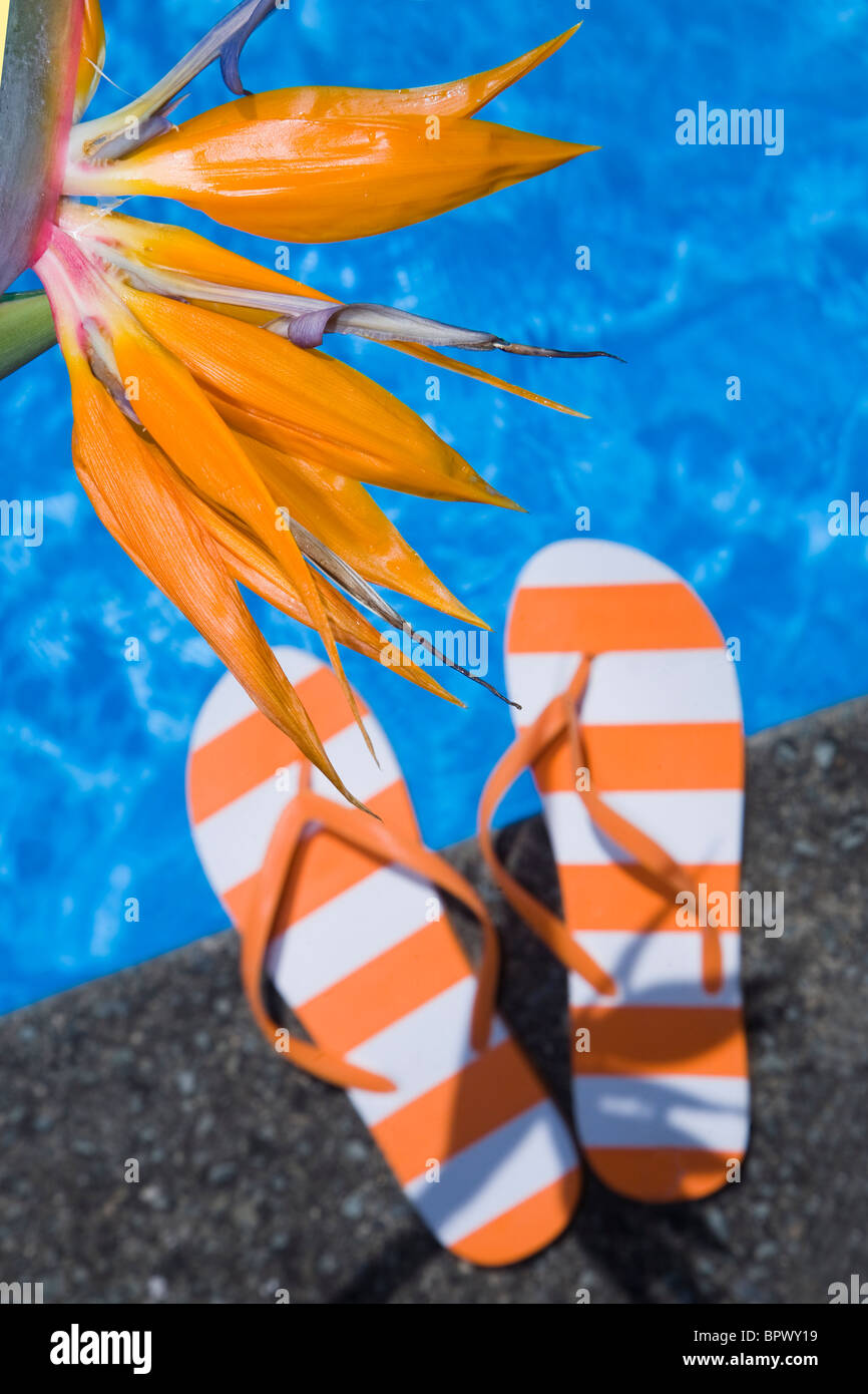 Strelitzia oder Paradiesvogel Blume mit Schuhen und blauen Pool Hintergrund Stockfoto