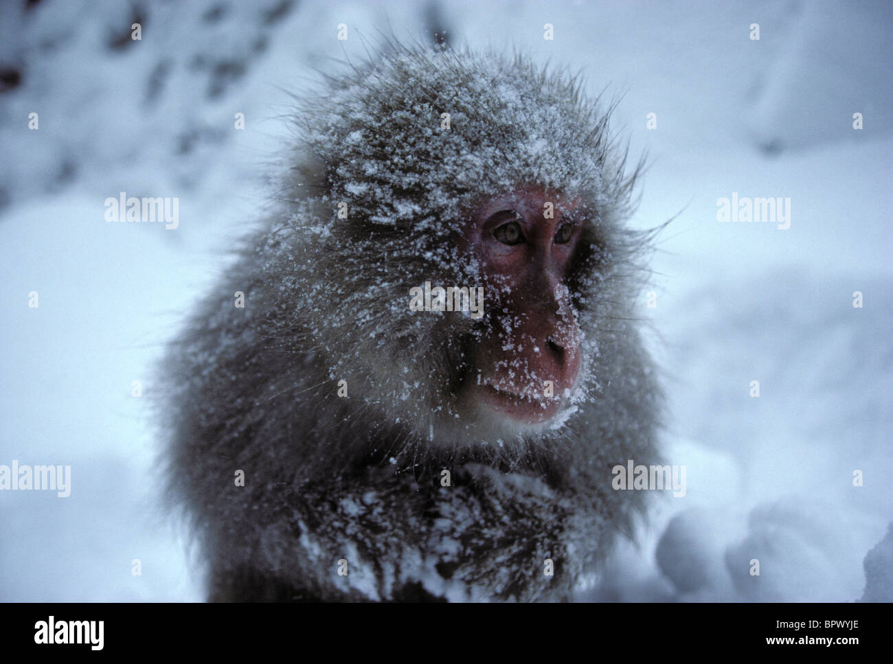 Nahaufnahme eines japanischen Schnee-Affen, Affenpark Jigokudani Wild, Japan Stockfoto