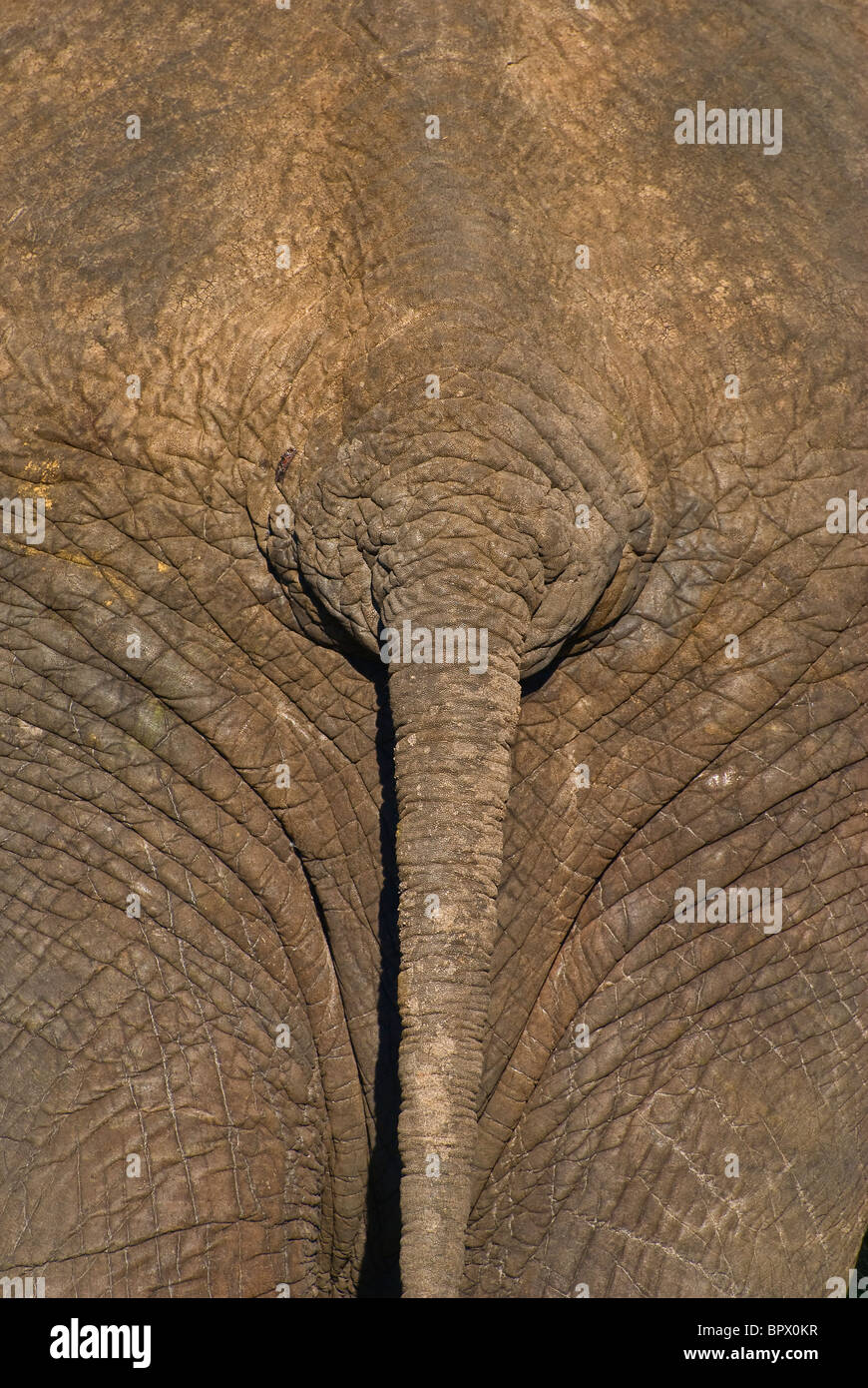 Elefant (Loxodonta Africana) - Detail Elefantenhaut, Hintern und Schwanz - Mai, Chobe Nationalpark, Botswana, Südafrika Stockfoto