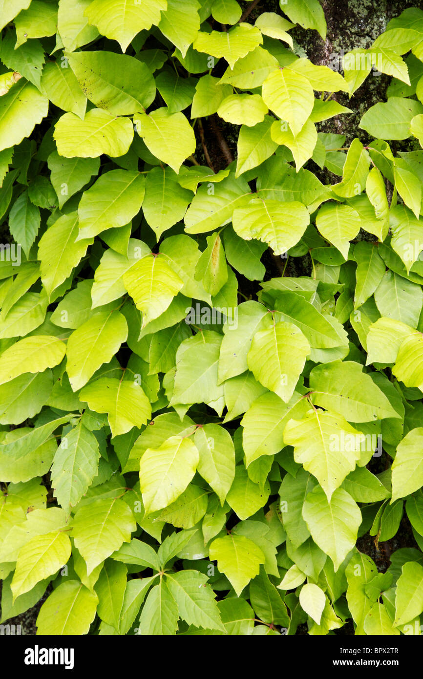 Poison Ivy Vine. Toxicodendron Radicans. Stockfoto