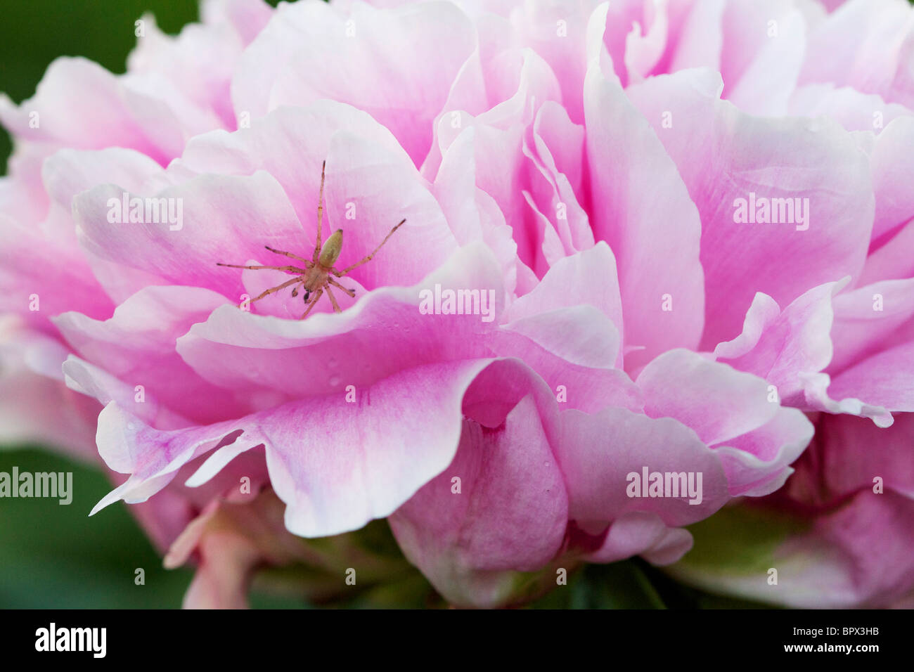 Rosa Pfingstrose Blüte mit Spinne. Stockfoto