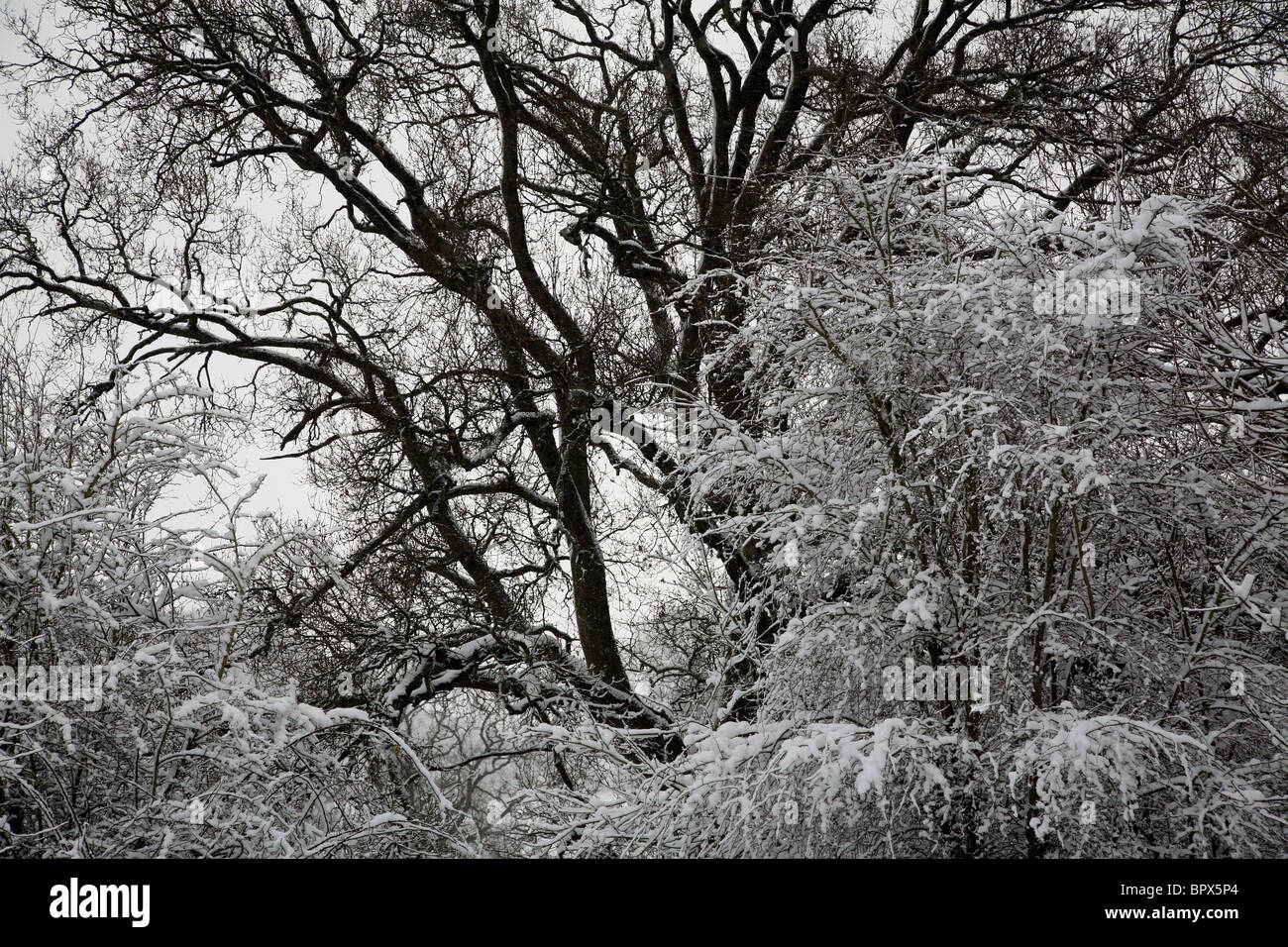 Frost bedeckt Äste an Coate Wasser in Swindon, Wiltshire Stockfoto