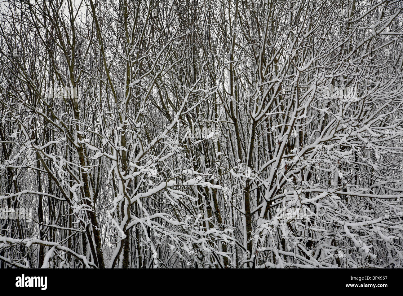 Frost bedeckt Laub am Coate Wasser in Swindon. Stockfoto