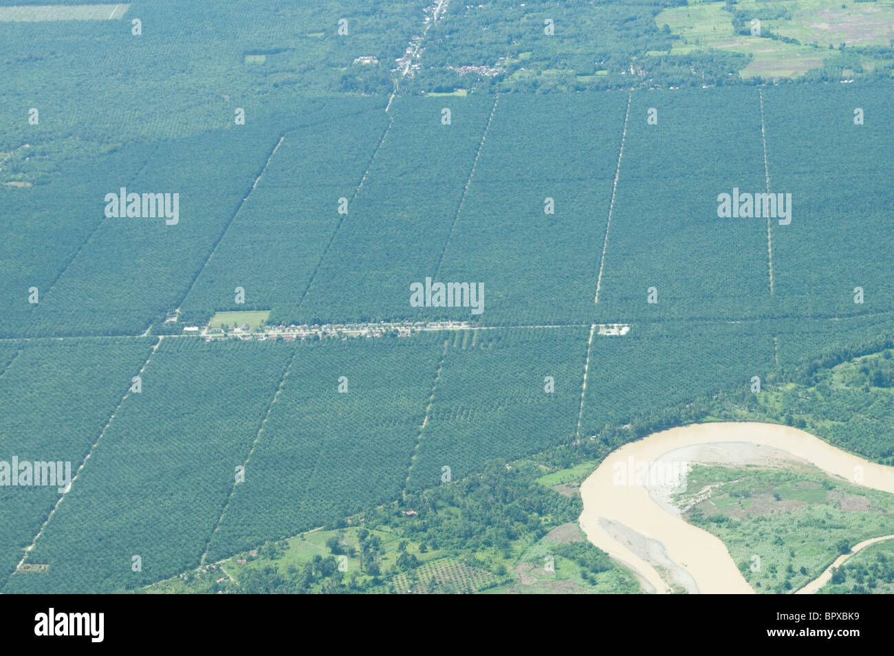 Luftaufnahme einer Palmöl-Plantage in Tripa, Sumatra, Indonesien Stockfoto