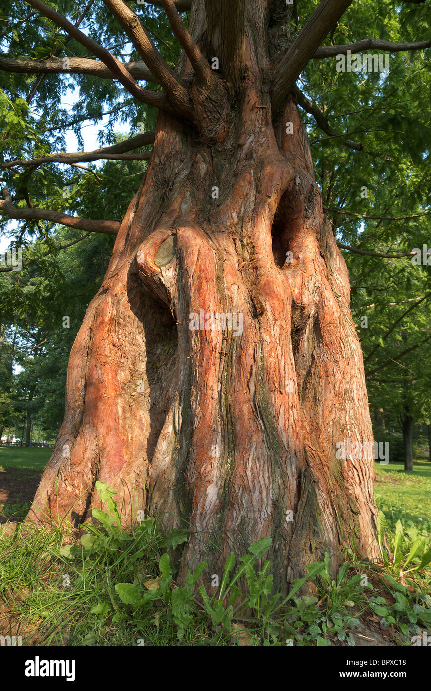 Stamm Detail eine Metasequoia Glyptostroboides in einem Park von Toronto. Auch bekannt als ein Dawn Redwood. Stockfoto