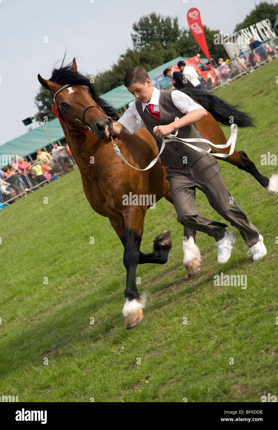 ein Handler mit einem Welsh Cob Hengst Abschnitt D während einer In Hand zeigen Stockfoto