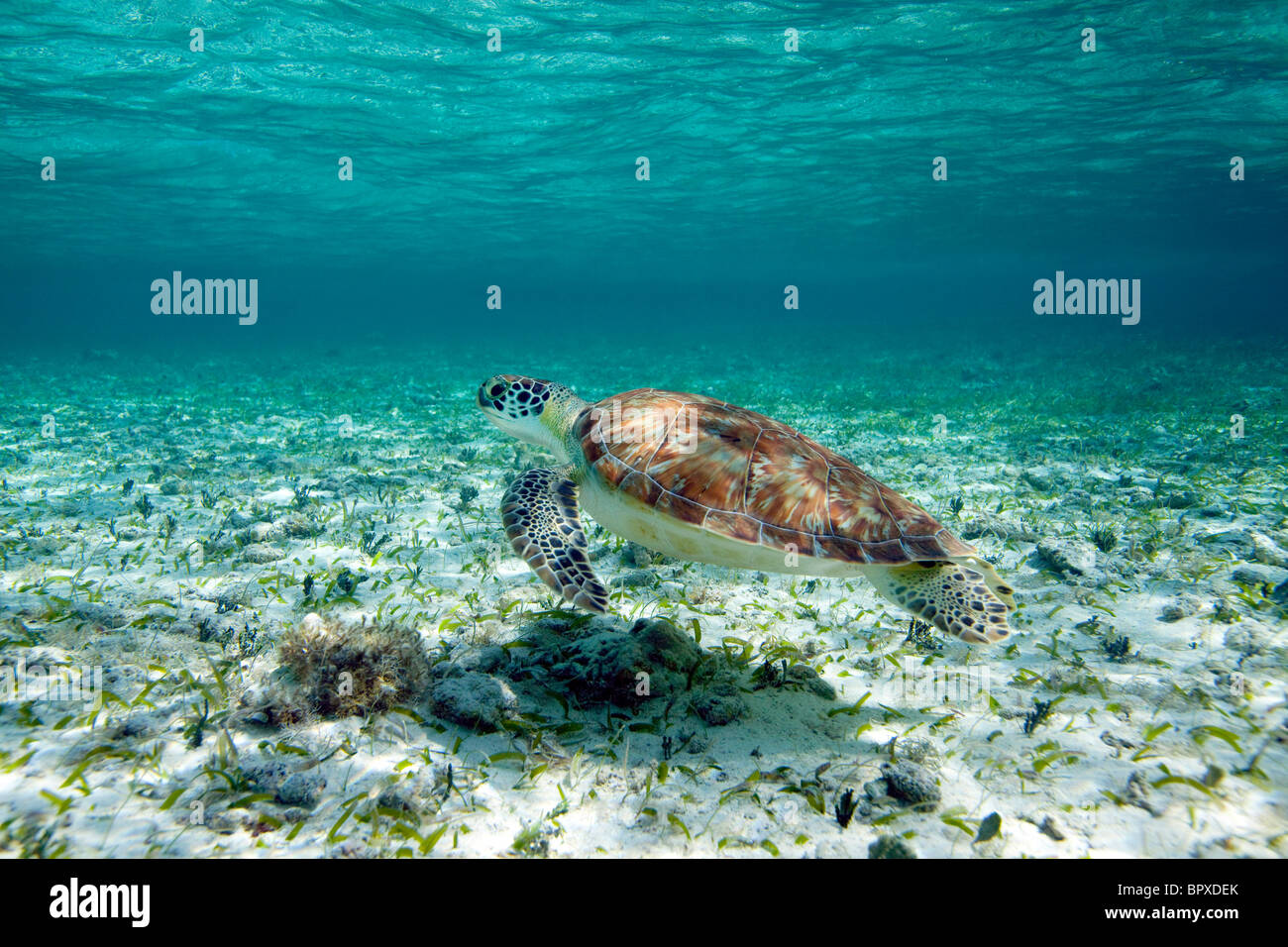 Grüne Meeresschildkröte in Belize Stockfoto