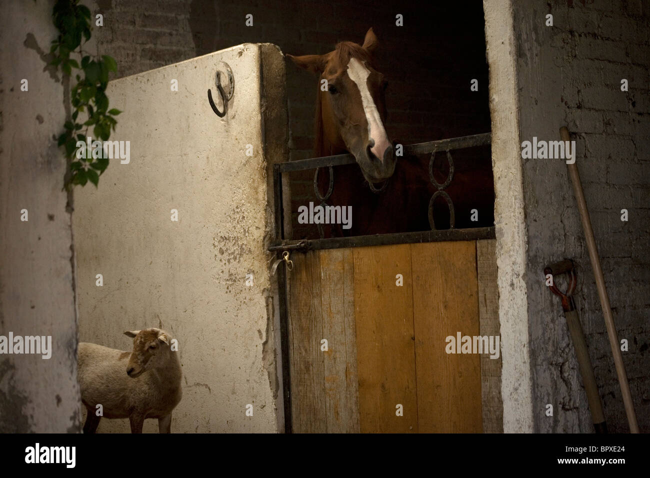 Ein Schaf und ein Pferd stehen im Stall in einem Pferd Therapie Center in Mexiko-Stadt, 14. August 2010. Stockfoto