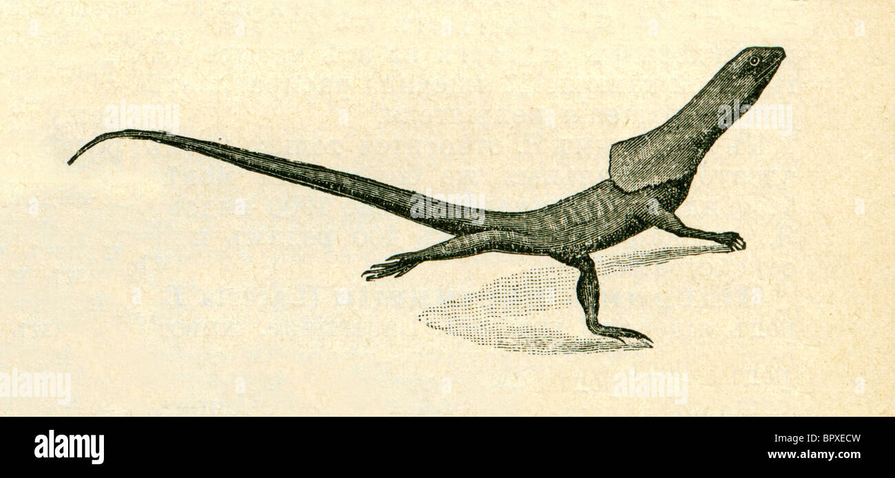 Krause-necked Eidechse - Chlamydosaurus kingii Stockfoto