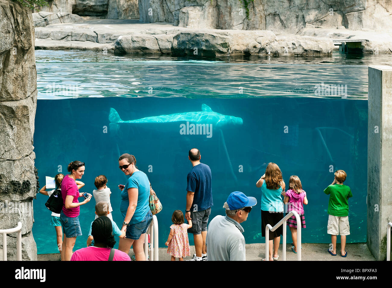Beluga Wal, Mystic Aquarium, Connecticut, USA Stockfoto