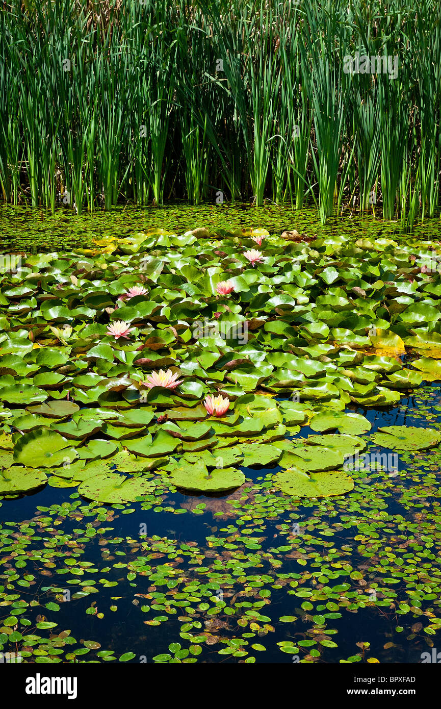 Blühende Wasser Lilly in einem Wassergarten. Stockfoto