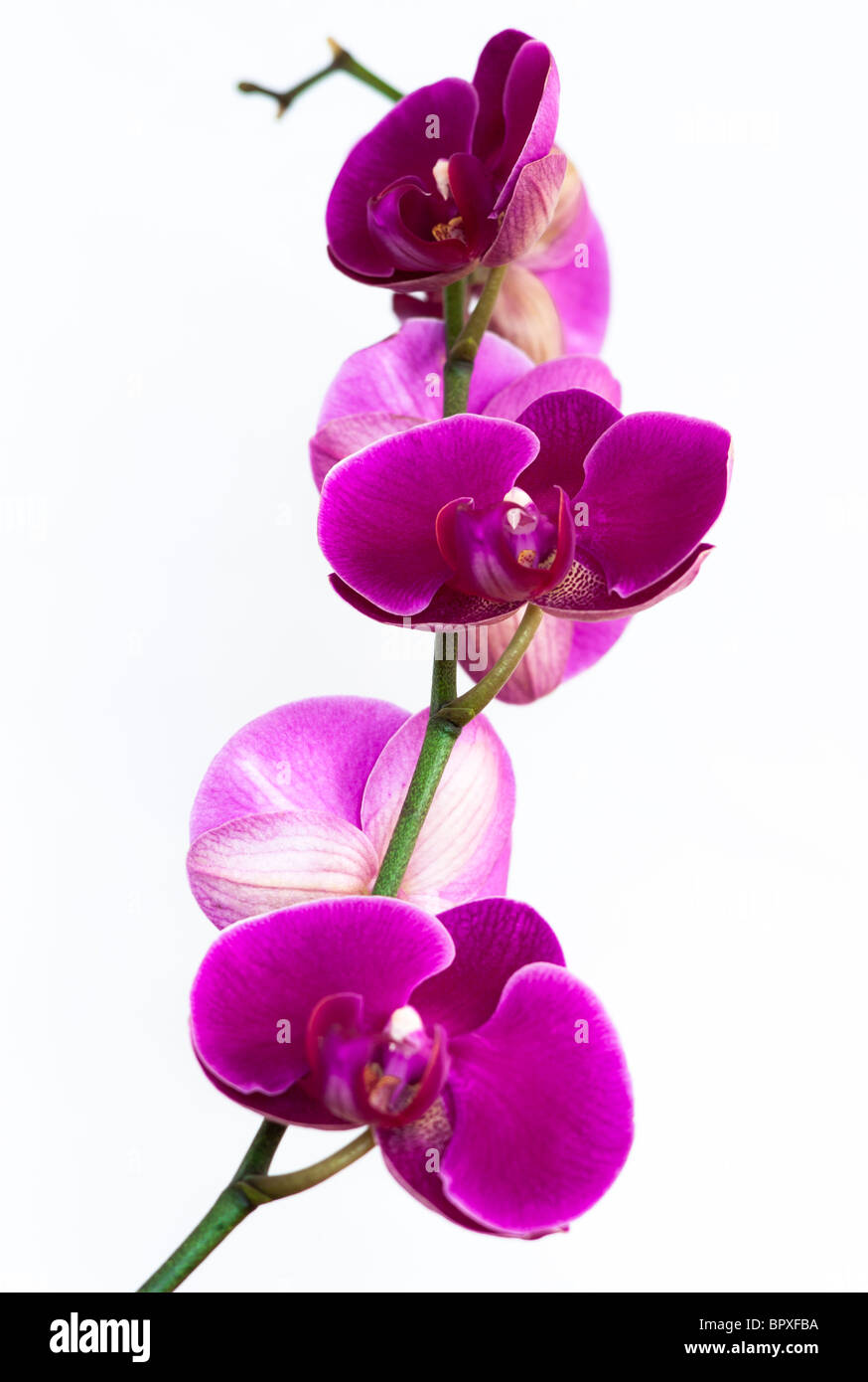 Blüte rosa Orchidee Stiel (Phalaenopsis) auf einem weißen Hintergrund. Stockfoto