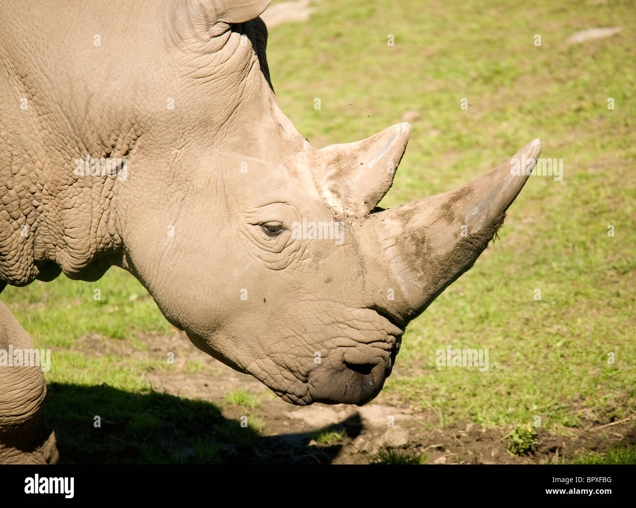 Spitzmaulnashorn oder Haken-lippige Rhinoceros (Diceros Bicornis) Stockfoto