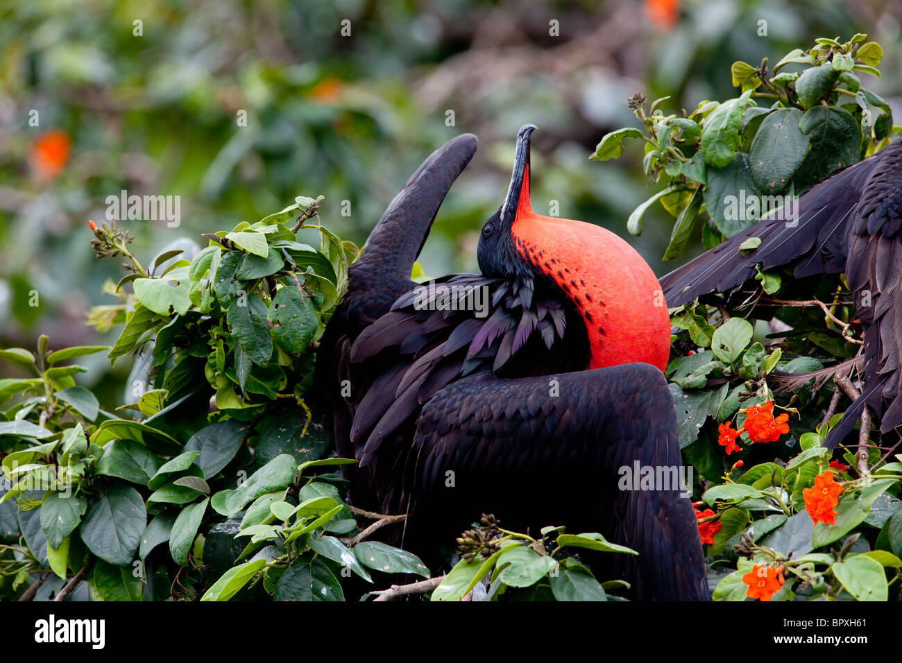 Fregattvogel - Halfmoon Caye, Belize Stockfoto