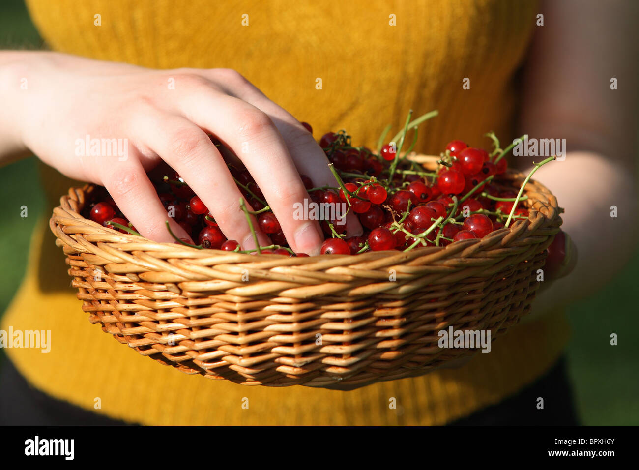 Frau hält Korb mit roten Johannisbeeren. Stockfoto