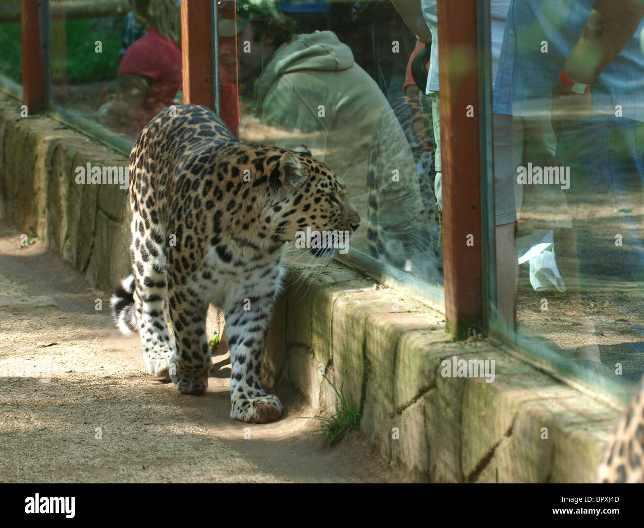 Leopard Tempo rauf und runter im Glaskäfig, während Leute Zoll West Midland Safari und Freizeitpark, UK schauen Stockfoto