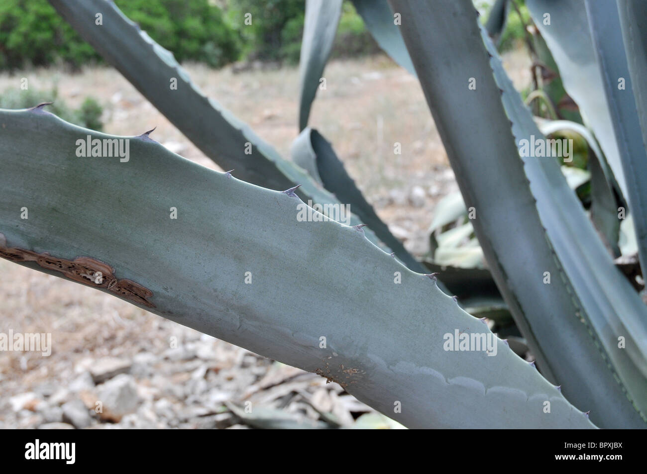 Croatia cactus -Fotos und -Bildmaterial in hoher Auflsung  Alamy