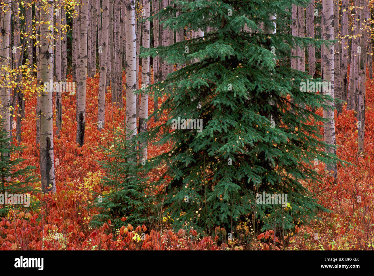 Zitternde Espe Bäume / Espen (Populus Tremuloides), Mount Robson Provincial Park, BC, Britisch-Kolumbien, Kanada - Herbst / Herbst Stockfoto