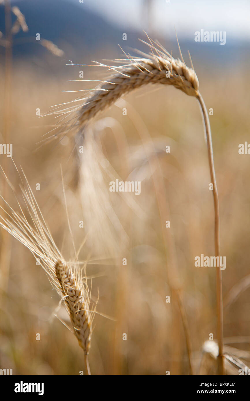 Nahaufnahme des Weizens im Feld Stockfoto