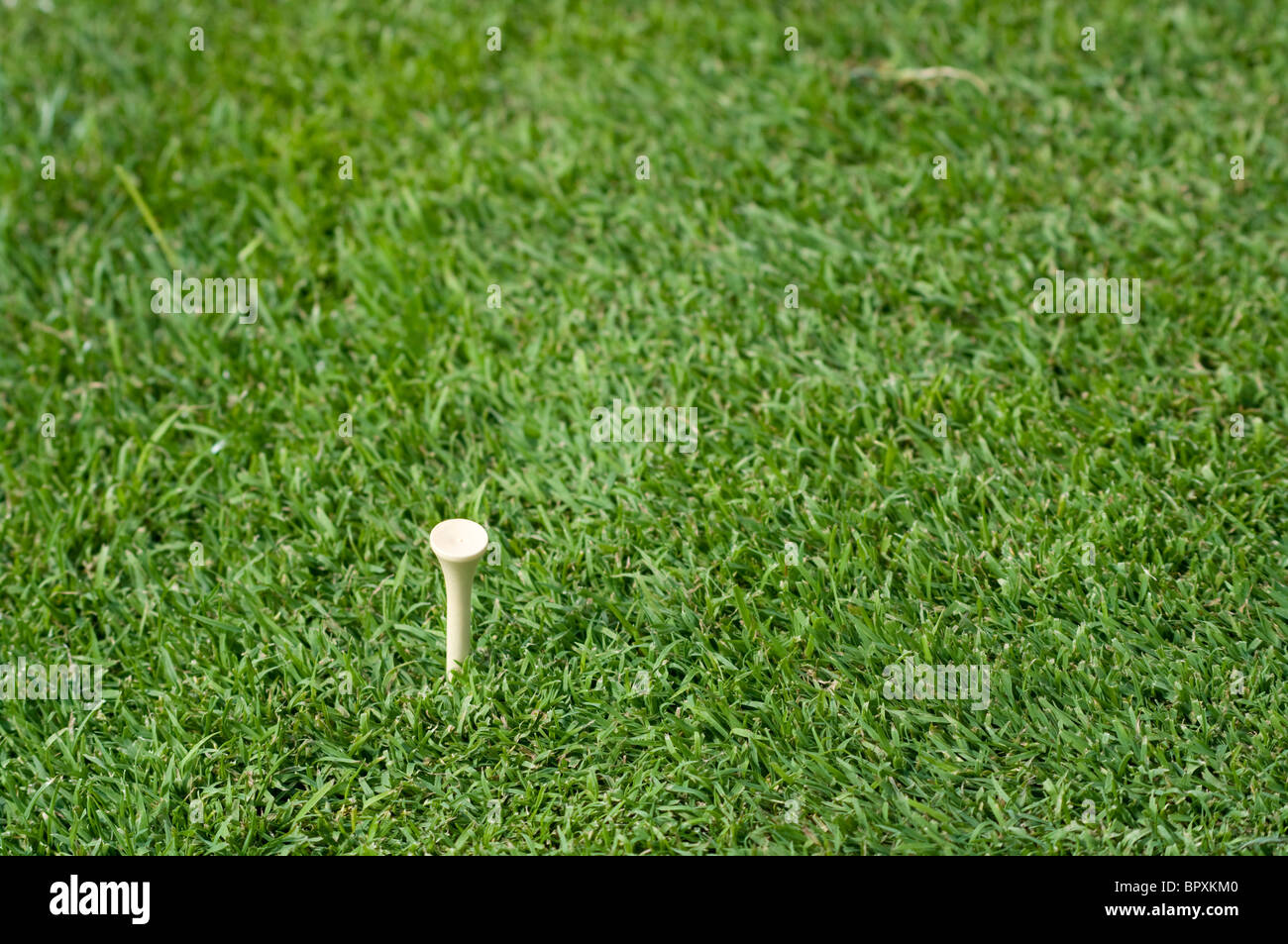 Ein Golftee allein auf dem Rasen des Grüns. Stockfoto