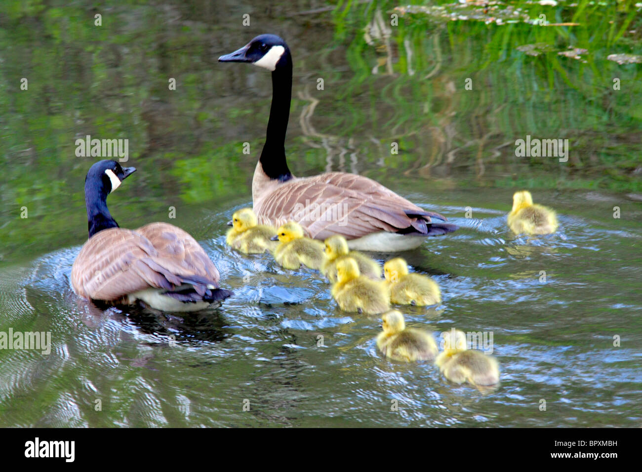 Kanada-Gans-Familie von Vater und Mutter (Gander & Gans) und acht 8 fuzzy junge Gänsel schwimmen auf dem Teich See Fluss Bach Stockfoto