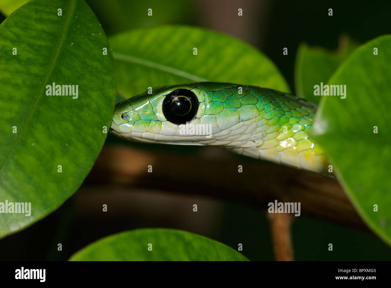 Close-up Portrait von einem östlichen Green snake (Philothamnus Natalensis), Süd Afrika Stockfoto