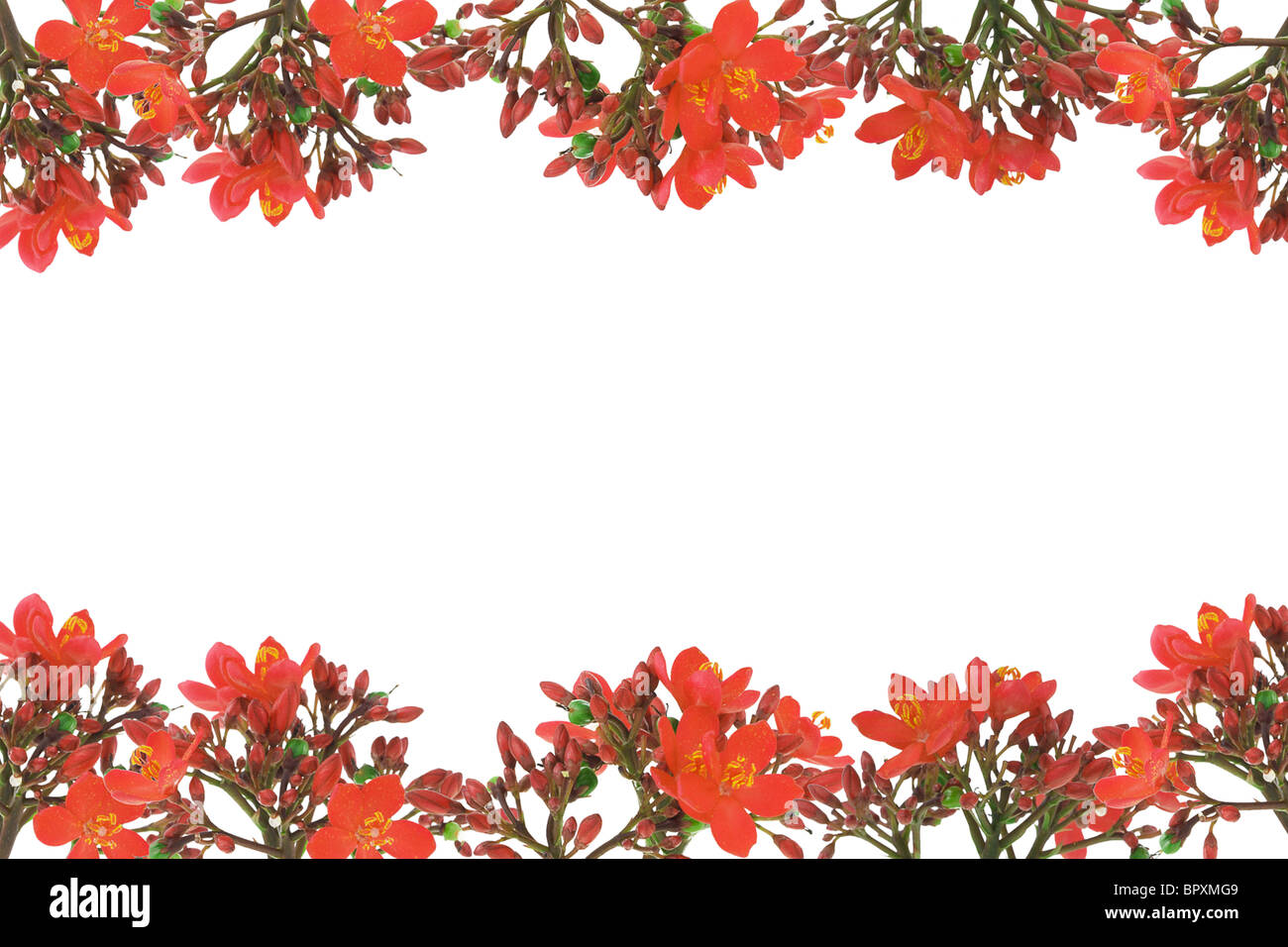 Rote Blumen Design Grenze mit textfreiraum auf weißem Hintergrund Stockfoto
