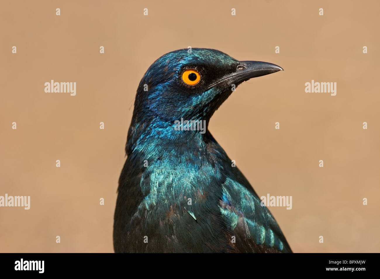 Porträt einer größeren blau-eared Starling (Glanzstare Chalybaeus), Krüger Nationalpark, Südafrika Stockfoto
