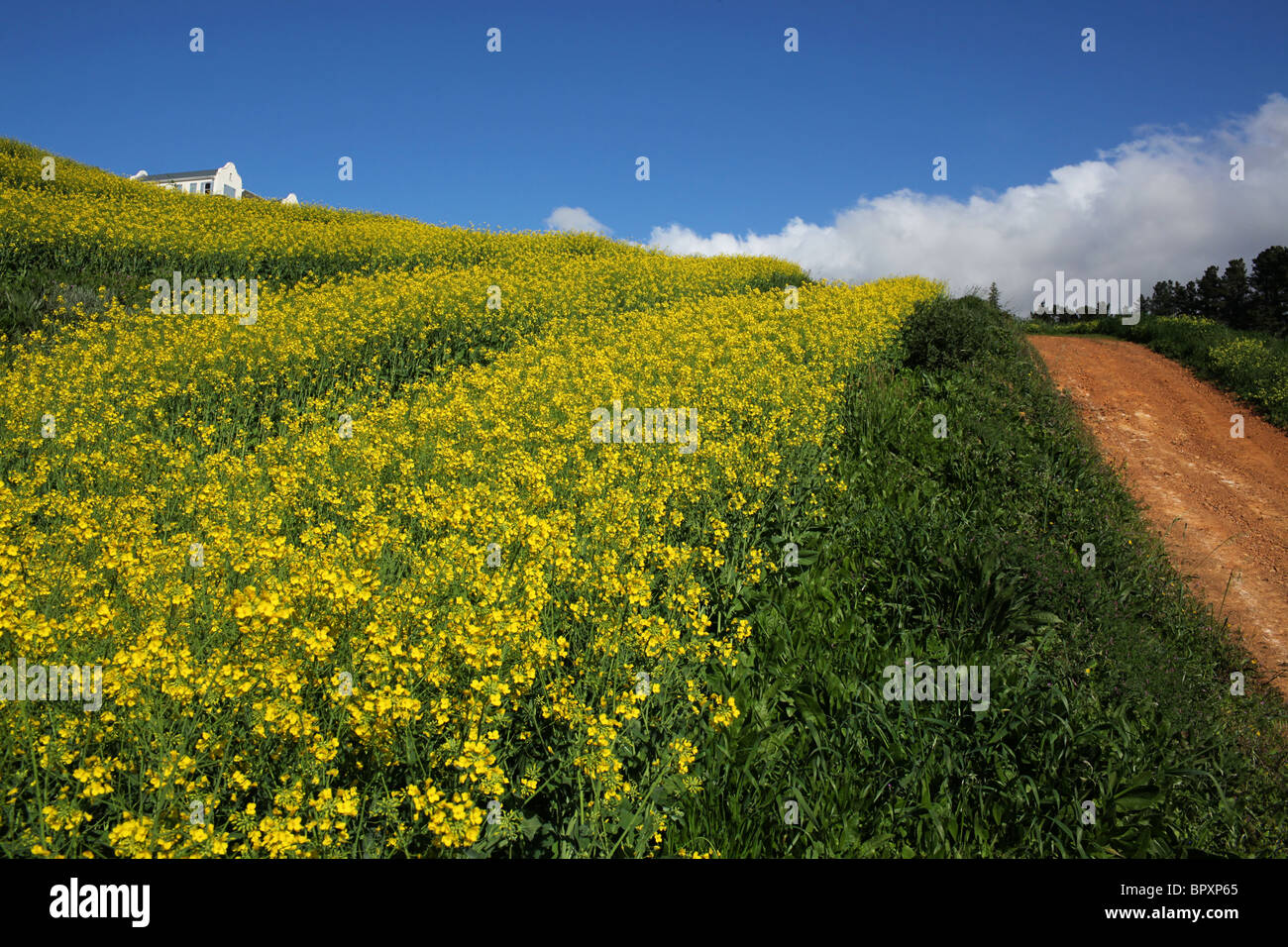 Gelben Raps-Felder auf einem Bauernhof am Kap Stockfoto