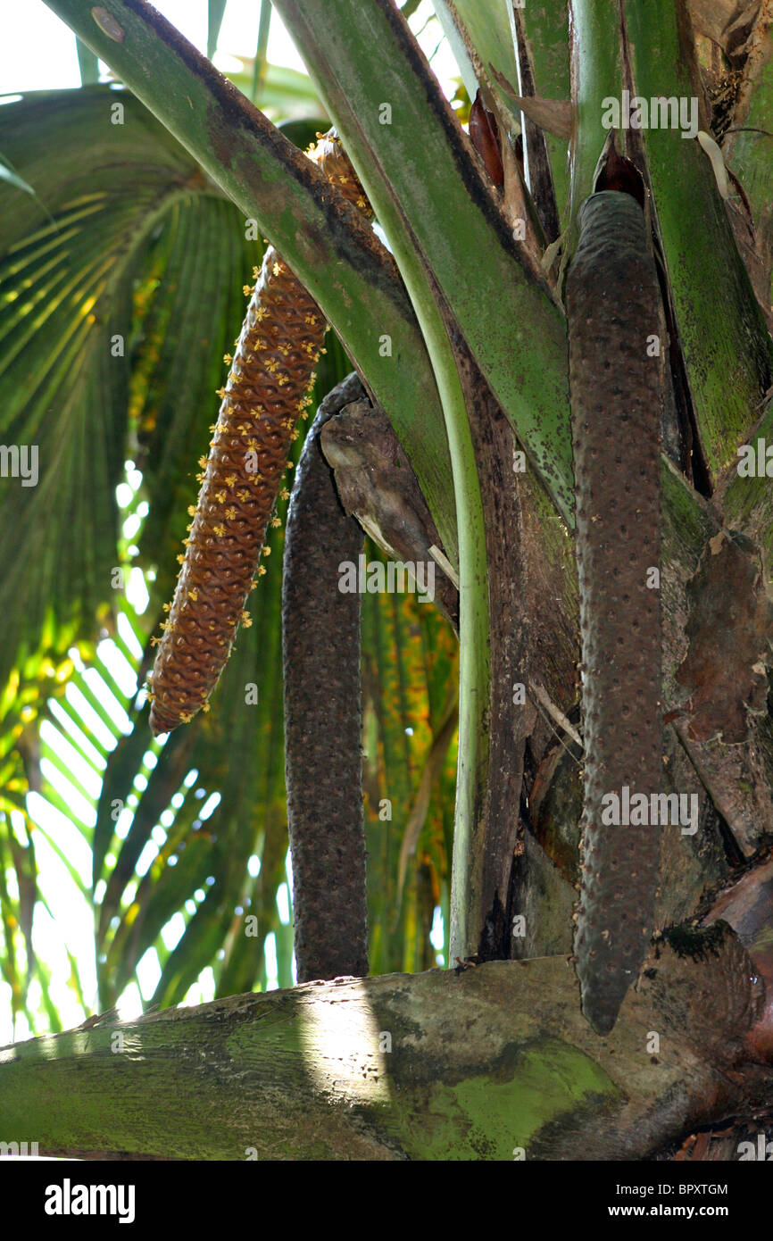 Die männlichen Palm - Coco de Mer (Lodoicea Maldivica) ist der größte Samen der Welt, findet sich nur auf den Seychellen Stockfoto