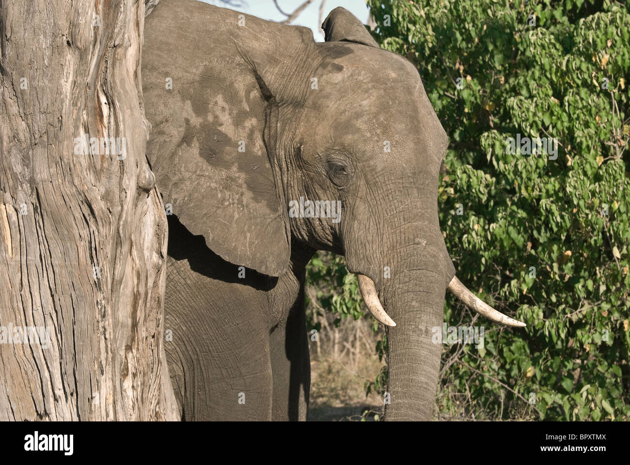 Elefant (Loxodonta Africana) - Elefant Kalb reiben Baum in Nahaufnahme-Mai, Chobe Nationalpark, Botswana, Südafrika Stockfoto