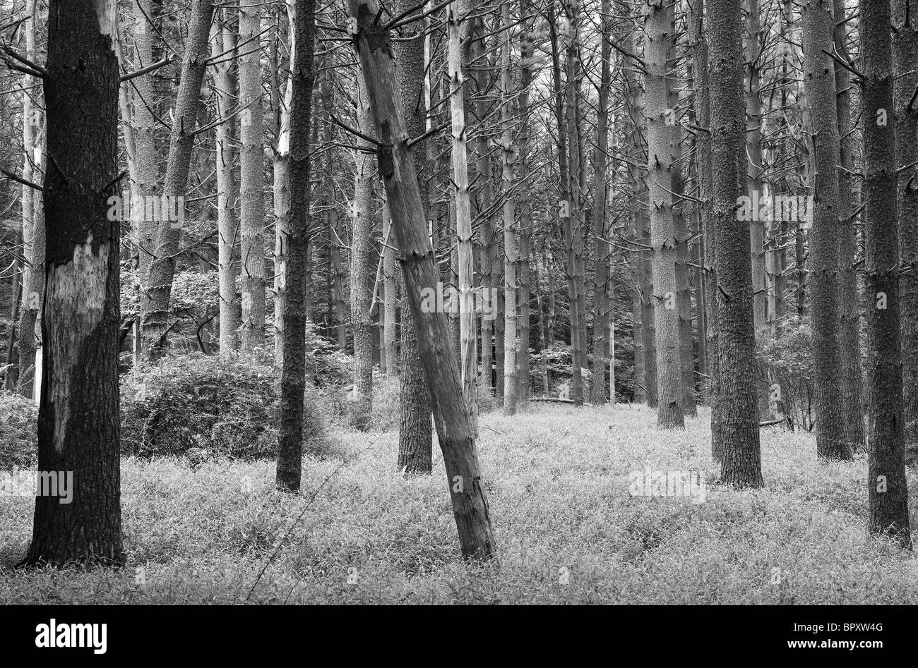Ein Stand von Immergrün beschattet den Waldboden. Stockfoto