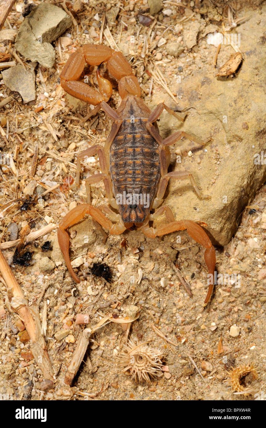 Skorpione (Mesobuthus Gibbosus), Draufsicht, Griechenland, Peloponnes, Messinien Stockfoto