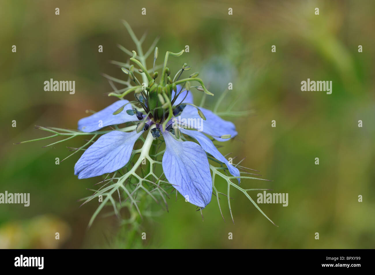 Love-in-a-Mist - Mulberry Rose - Teufel-in-a-Bush (Nigella Damascena) - Blüte im Frühjahr - Vaucluse - Provence - Frankreich Stockfoto